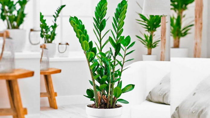 zamioculcas come coltivare