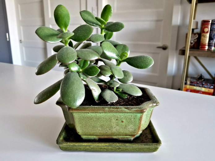 Donna grassa in vaso basso