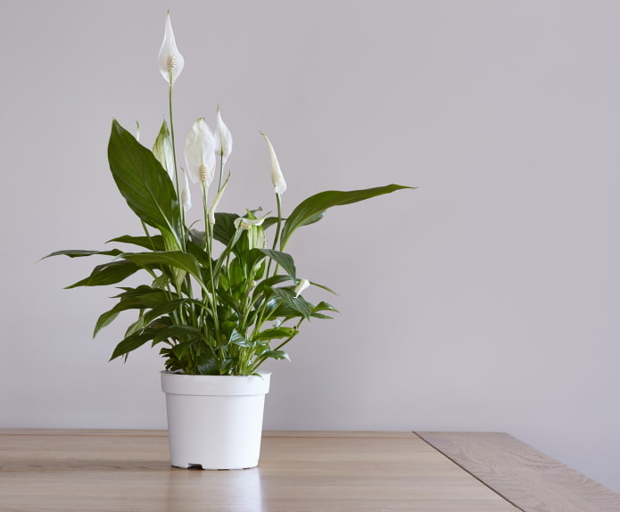 come fiorisce lo spathiphyllum