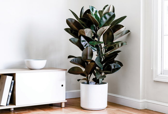 ficus all'ombra