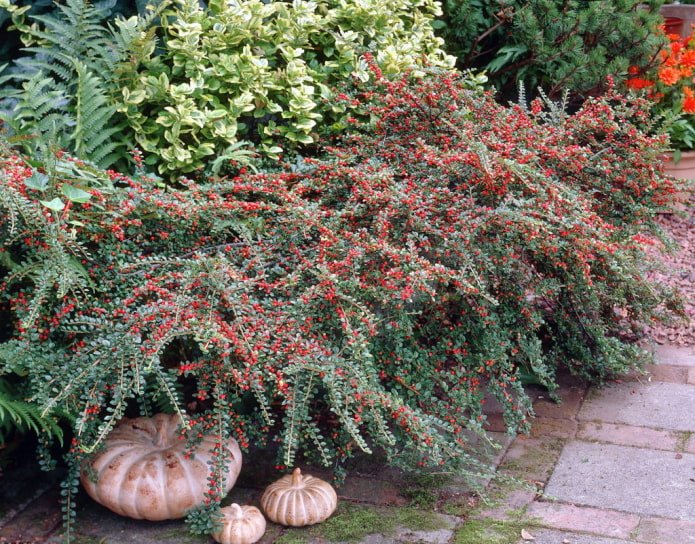 cotoneaster con bacche
