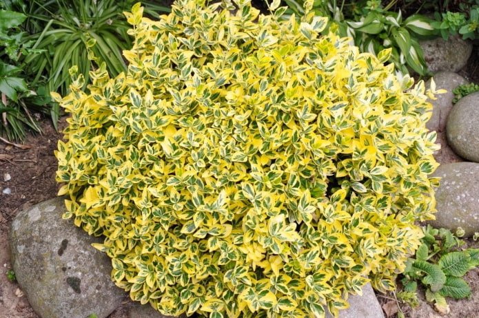 euonymus variegato