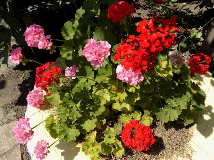 pelargonium in un'aiuola a forma di ruota