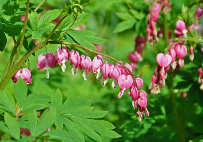 fiori di Dicentra