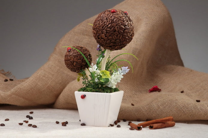Albero del caffè doppio