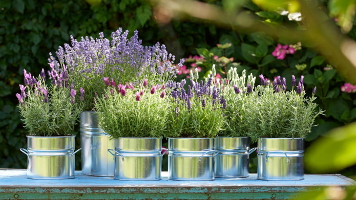 lavanda in vaso da fiori all'aperto
