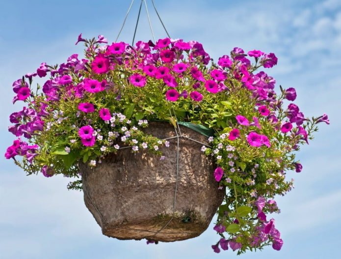 petunia in un vaso da fiori all'aperto