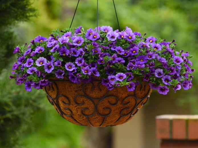 calibrachoa in un vaso all'aperto