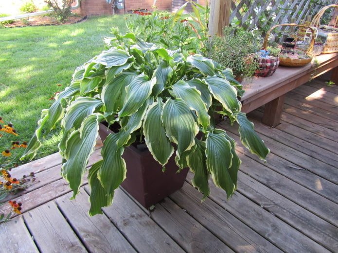 hosta in un vaso da fiori all'aperto