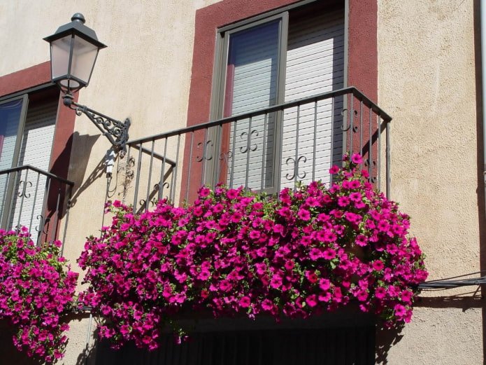 petunia sul balcone