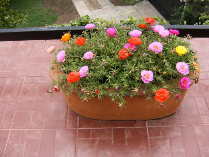 portula in vaso