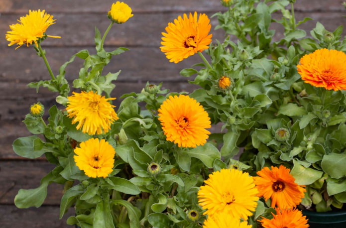 calendula per un balcone aperto
