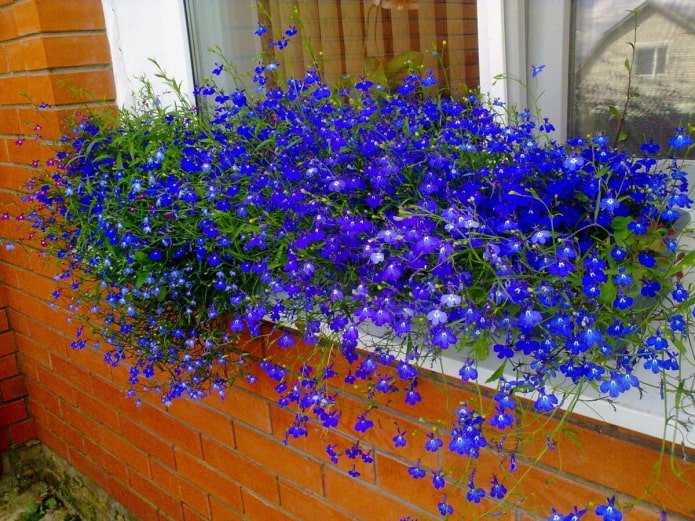 lobelia sul davanzale