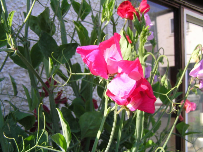come fiorisce il pisello odoroso