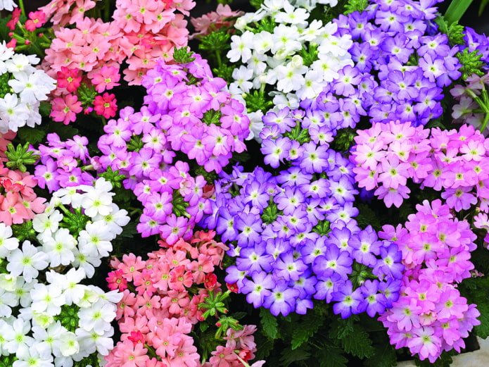 sfumature di fiori di verbena
