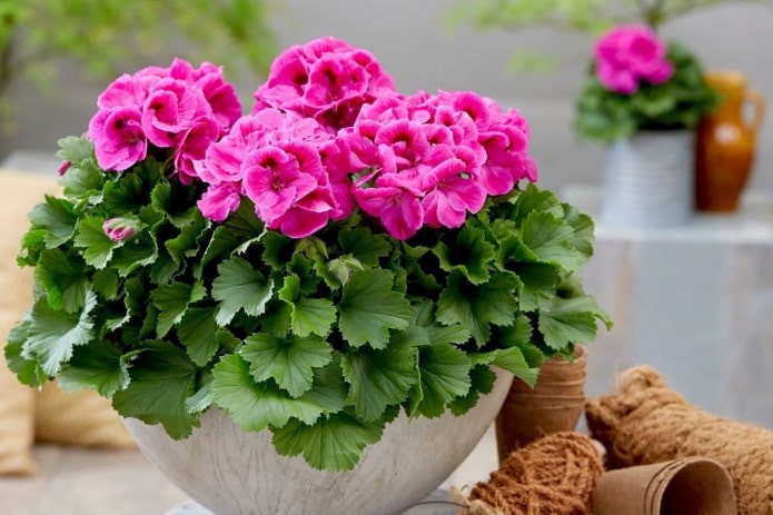 geranio rosa in un vaso di fiori