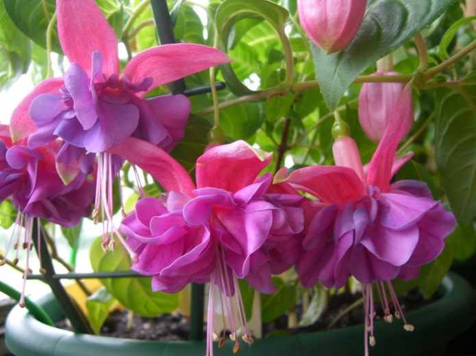 fiori di fucsia