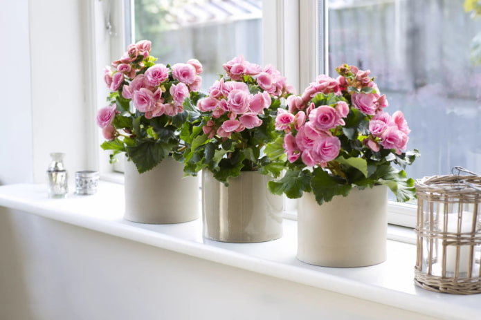 begonia fiorita