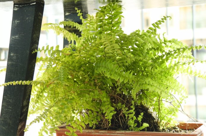 felce per il balcone