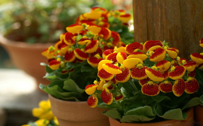 coltivare la calceolaria