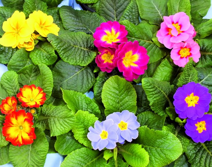 sfumature di fiori di primula