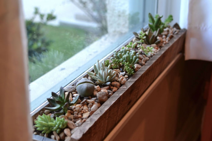 succulente sul balcone