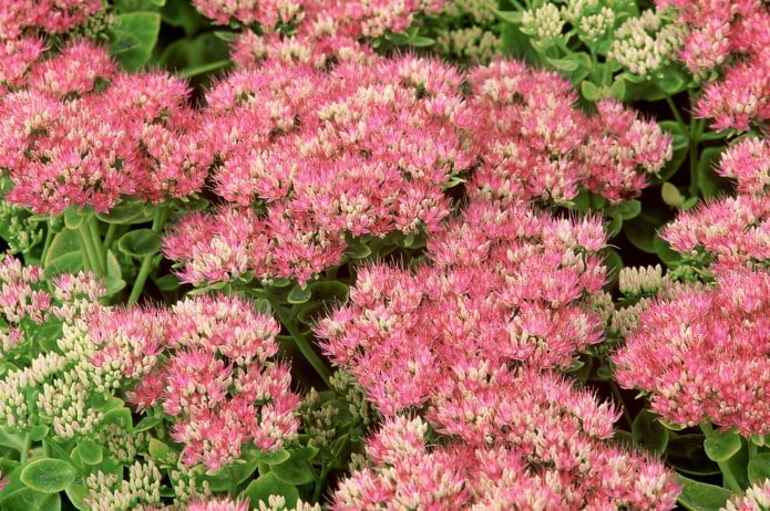 come fiorisce il sedum