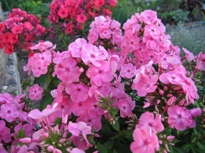 fiori per logge meridionali