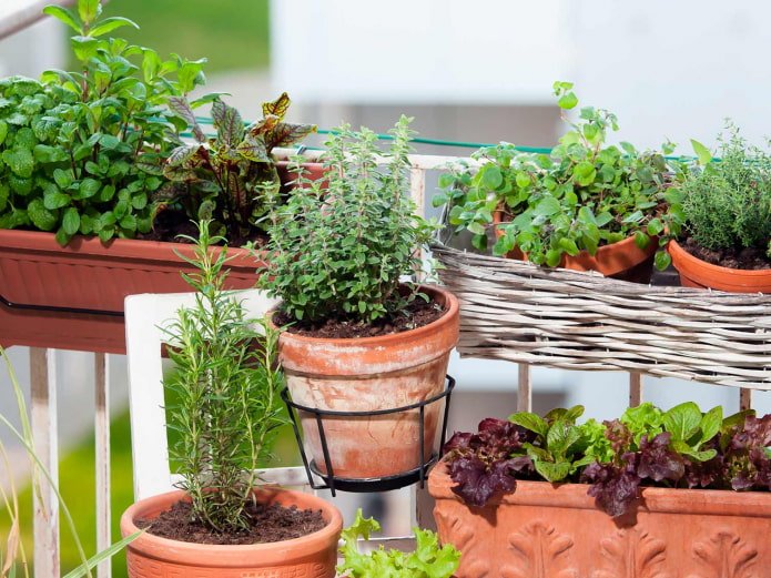 erbe aromatiche da interno in vaso