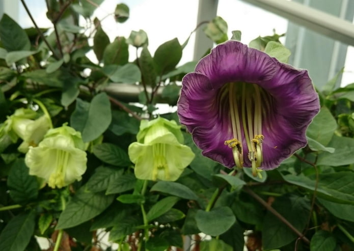 fiore di kobeya