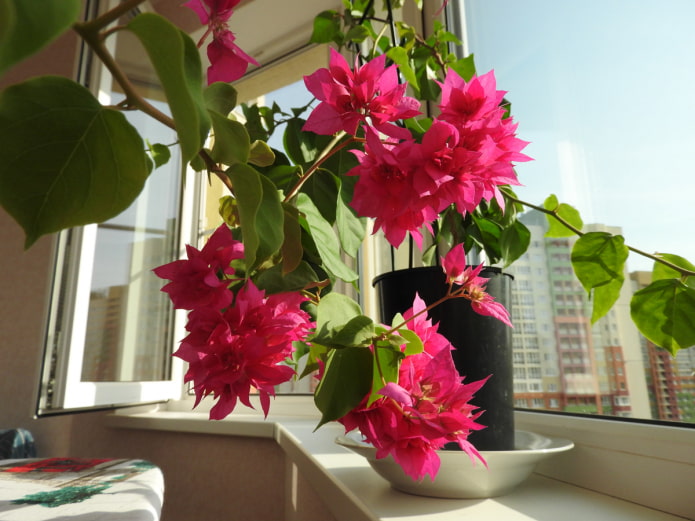 bougainvillea da interno