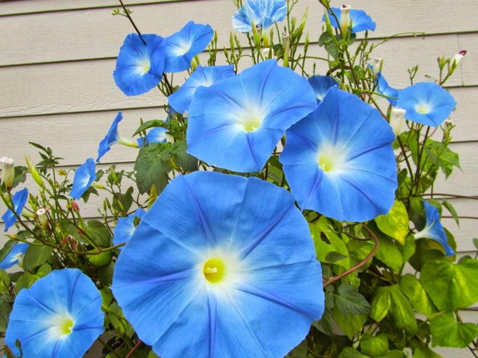 blue morning glory