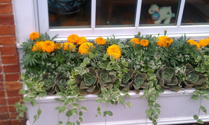 aiuola sul balcone