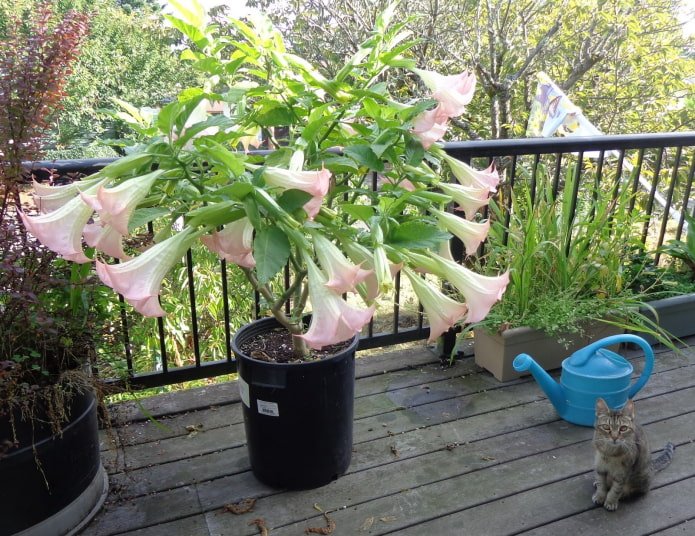 datura in vaso