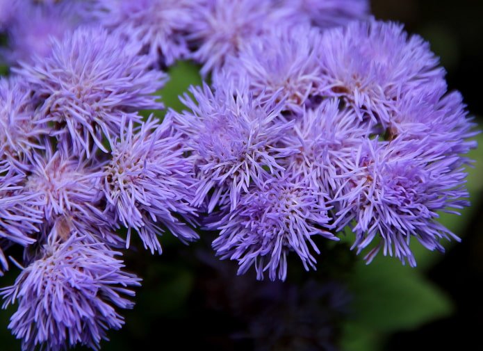 come fiorisce l'ageratum