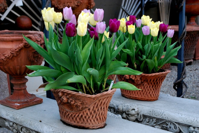 come coltivare i tulipani in casa