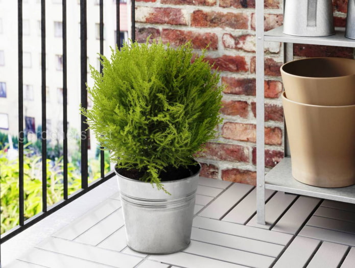 pianta conifera per il balcone