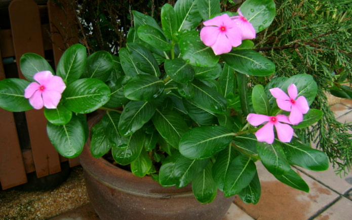 pervinca in vaso