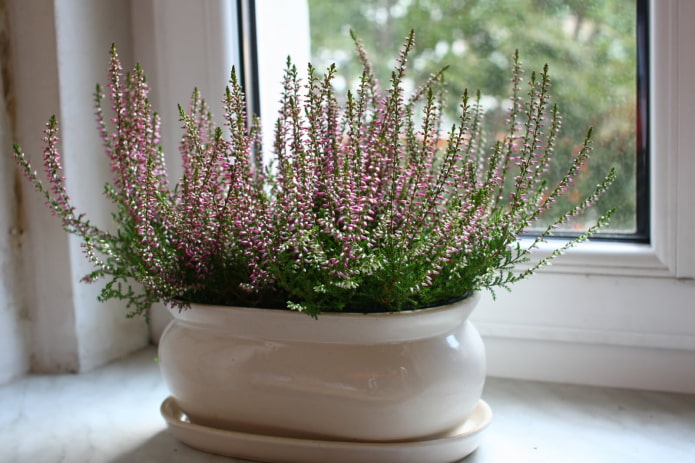 erica sul davanzale