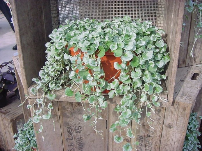 pianta pensile per il balcone