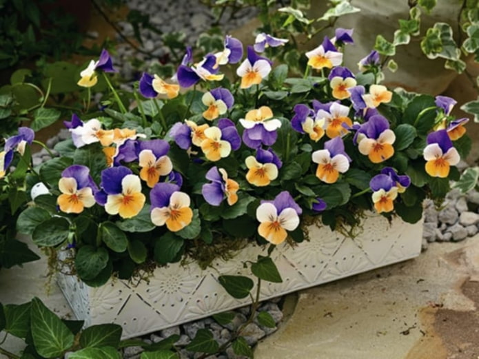 Viole del pensiero