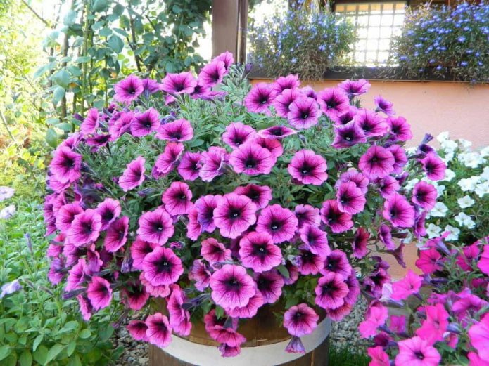 Petunia ibrida