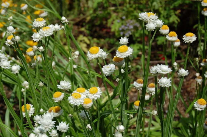 Ammobium alato