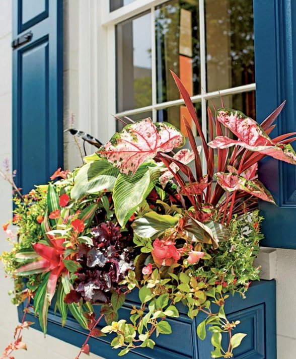 fiori fuori dalla finestra