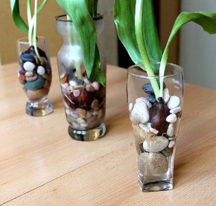 Forzare i tulipani in idrogel