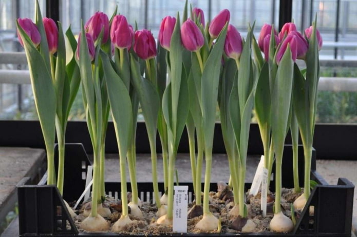 tulipani fioriti dopo la forzatura