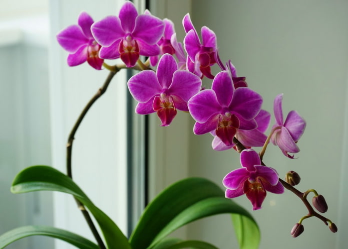 foglie di orchidea