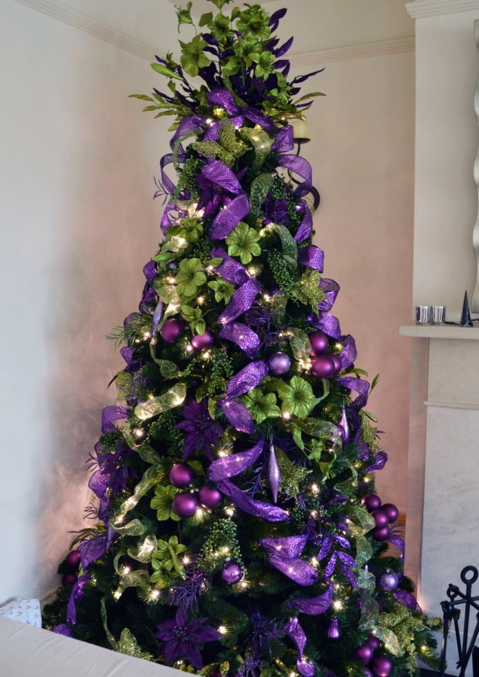 Abete viola e verde