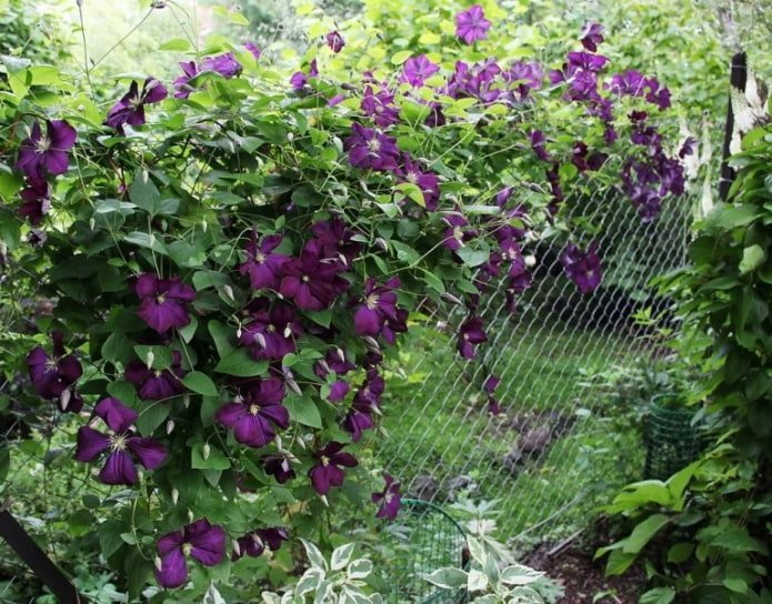 fiori su una rete metallica