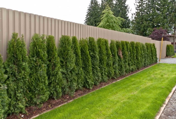 Thuja lungo una recinzione in cartone ondulato